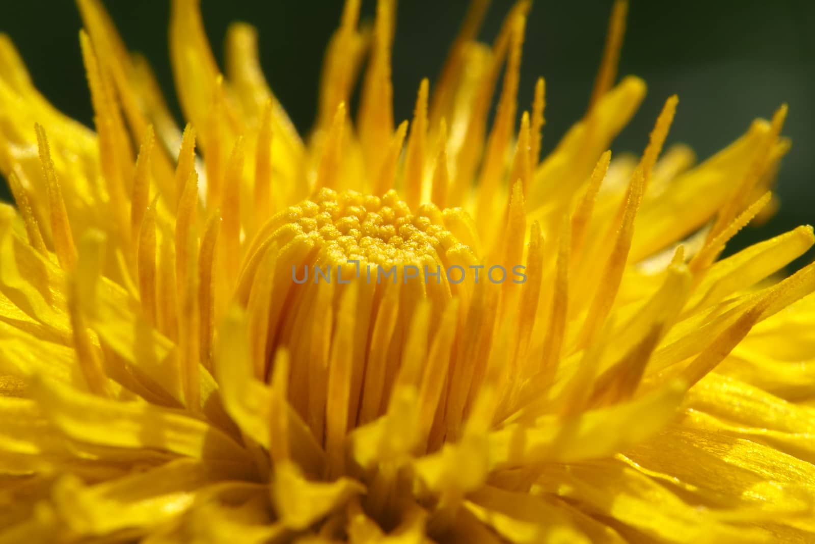 Dandelion