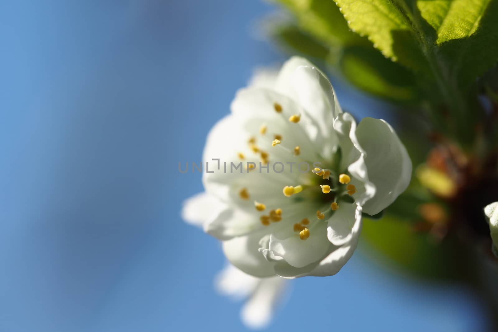 Plum tree