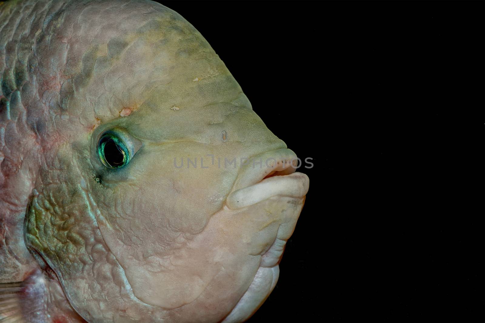 Detail portrait of cichlid fish from genus Vieja