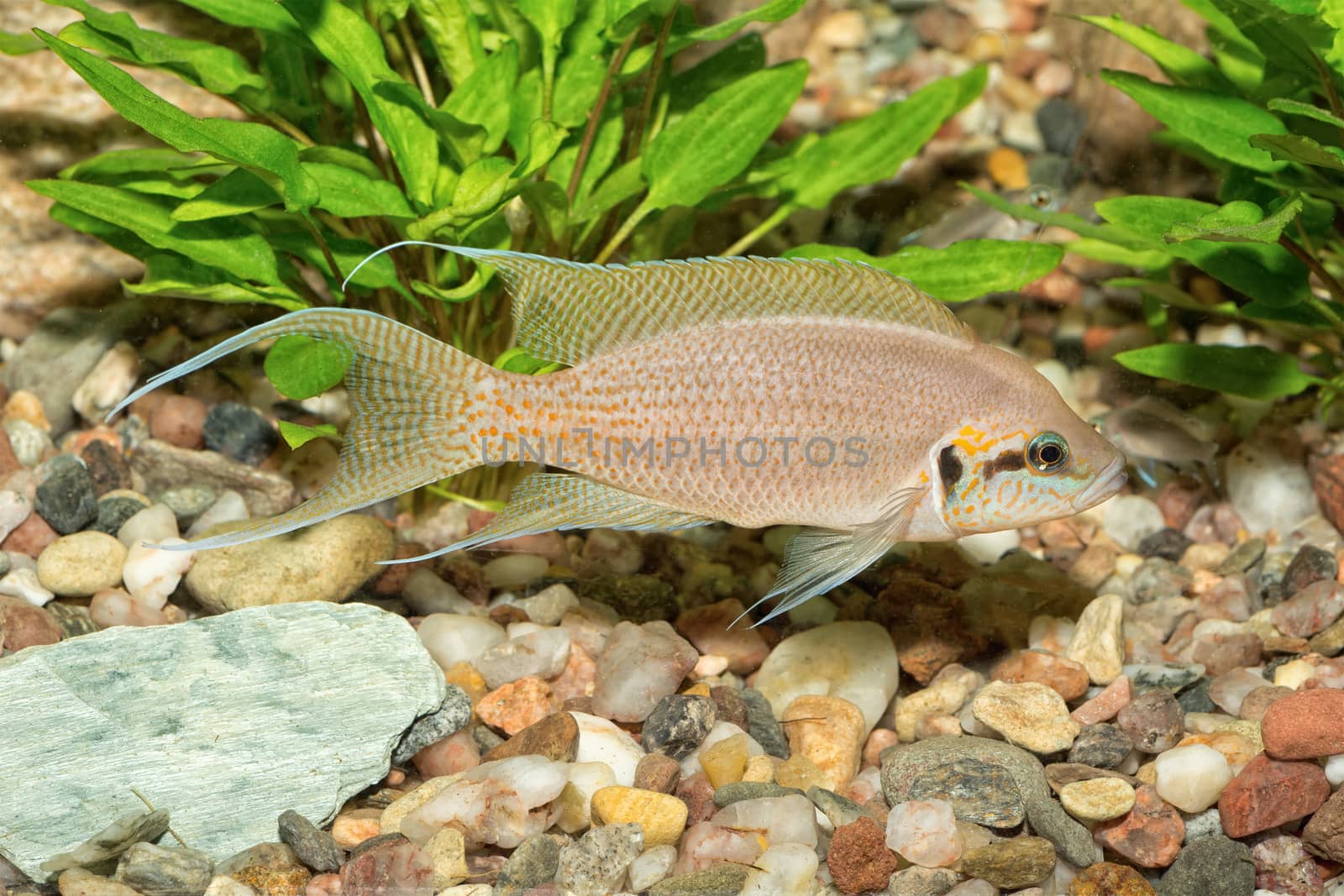 Portrait of colored aquarium fish in the aquarium