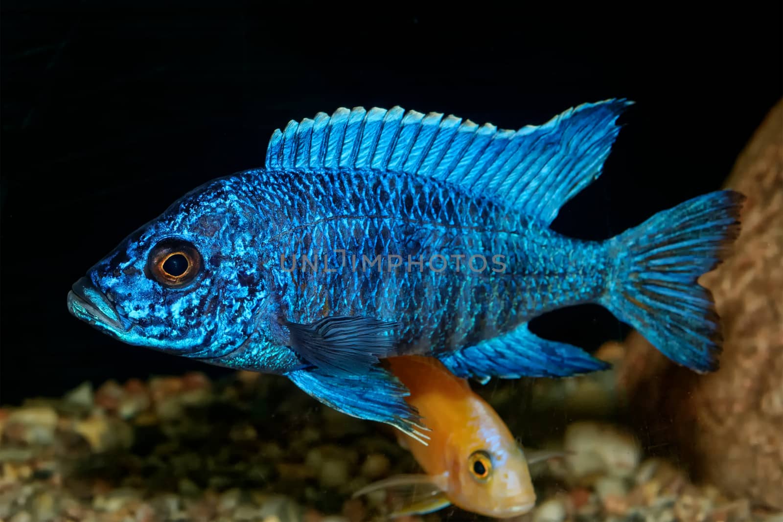 Nice blue OB male of cichlid fish from genus Aulonocara