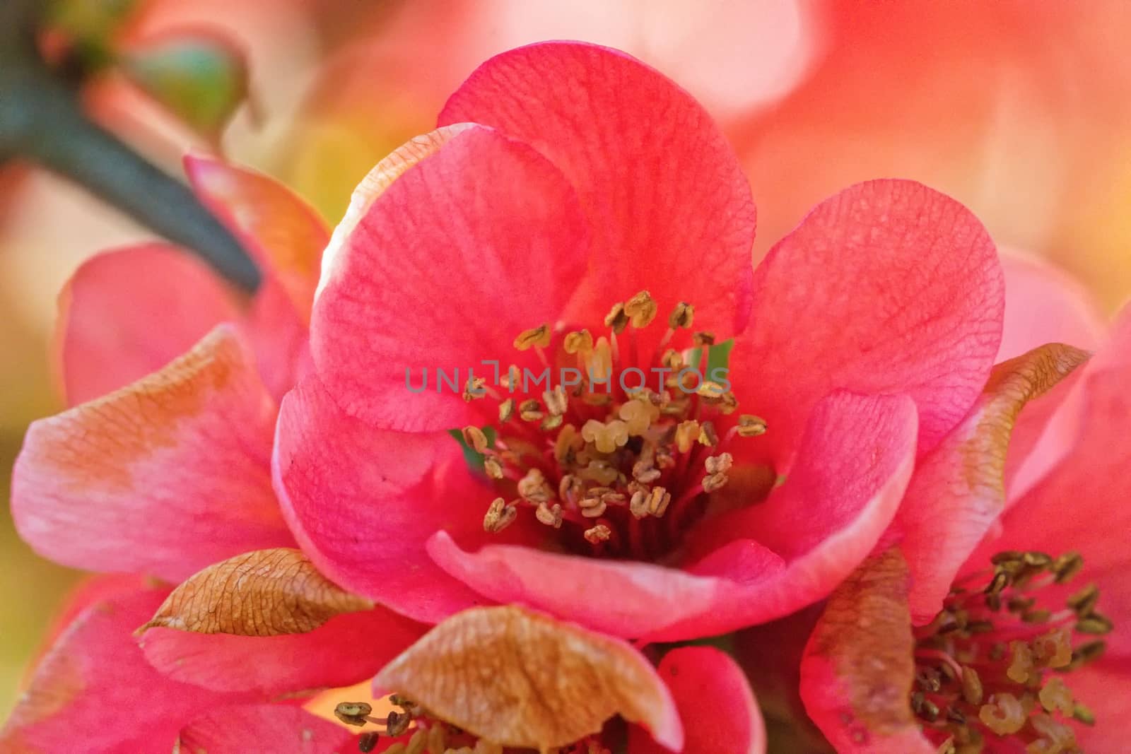 Macro of pink flower with nice blurred background