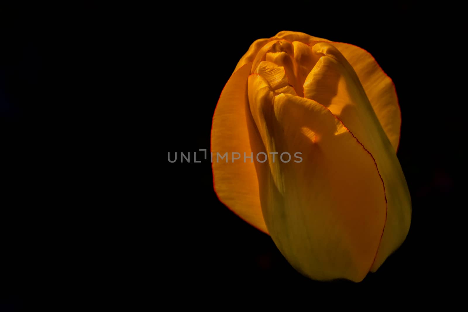 Yellow tulip isolated on a black background