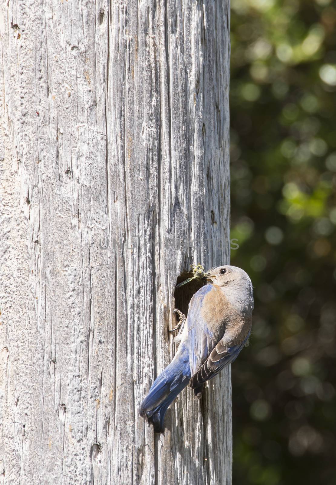 Female Weatern Bluebird getting into the nest to feed her babies with a cricket in her beak.