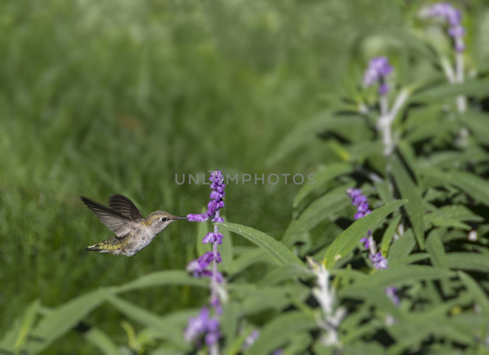 Female Black-chinned Hummingbird, Archilochus alexandri, drinking nectar from a flower.