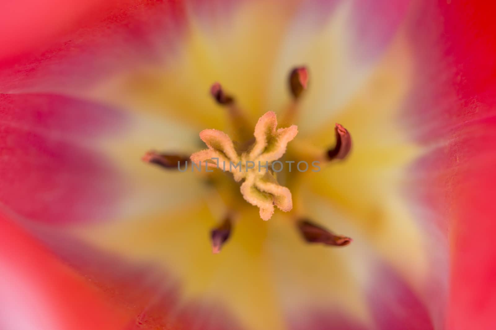 Macro flower colored petal bloom pistil background