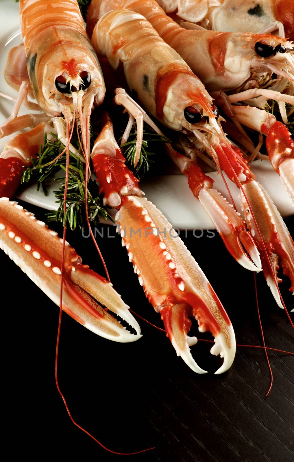 Delicious Raw Langoustines with Rosemary on White Plate Cross Section on Dark Wooden background