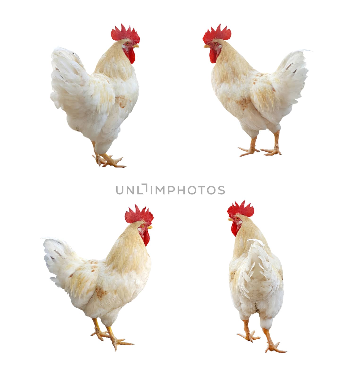 Image of chicken isolated on white background.