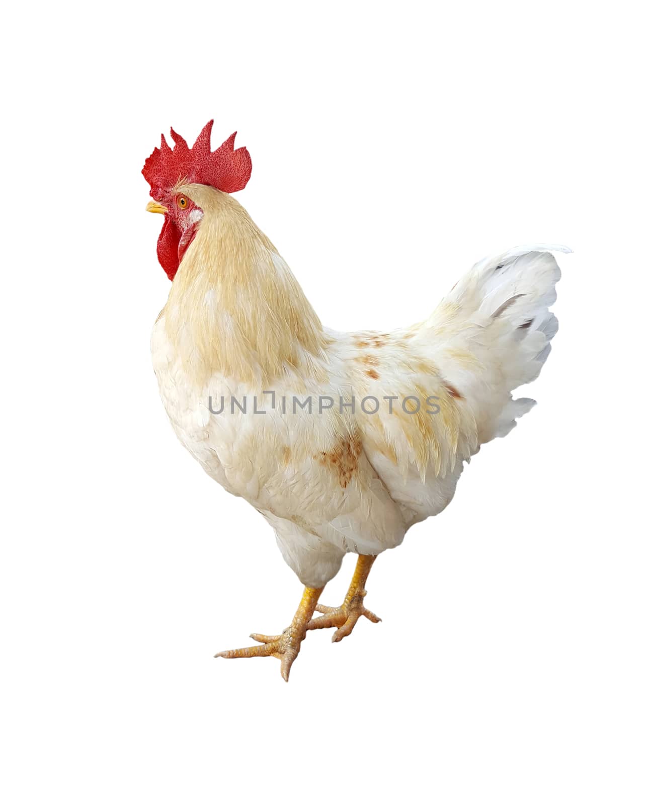 Image of chicken isolated on white background. by yod67