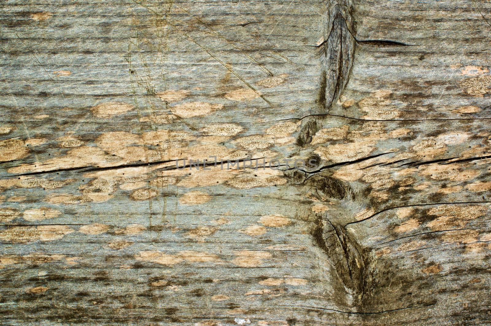 Background of Knotted Wood with Natural Weathered Cracked closeup