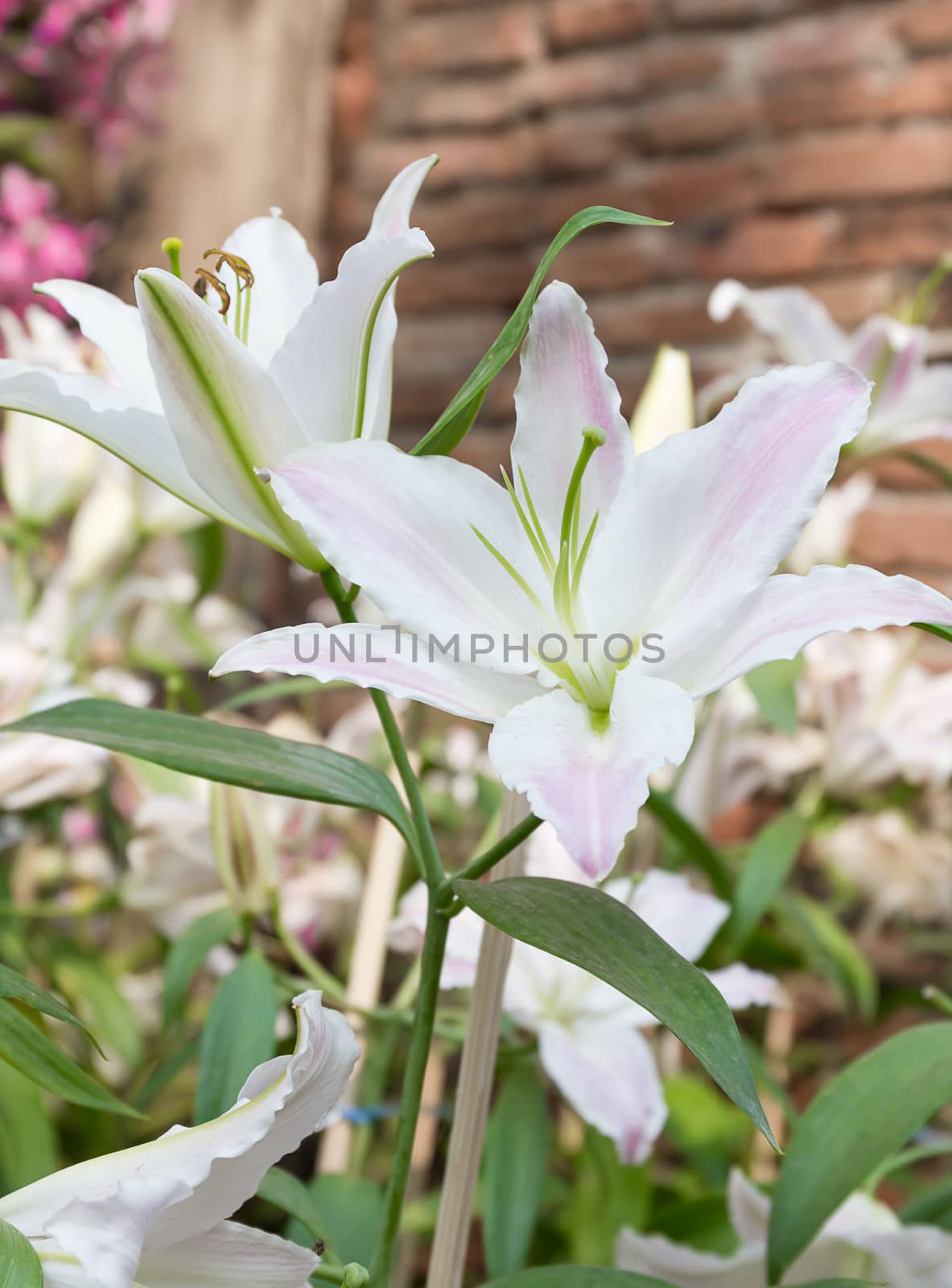 Close up of white lily flower in garden