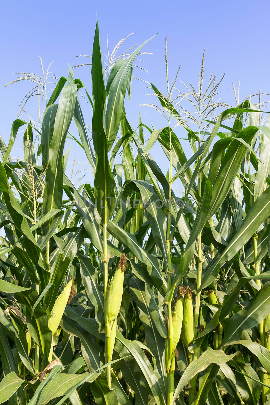 Closeup Corn on the stalk  by stoonn