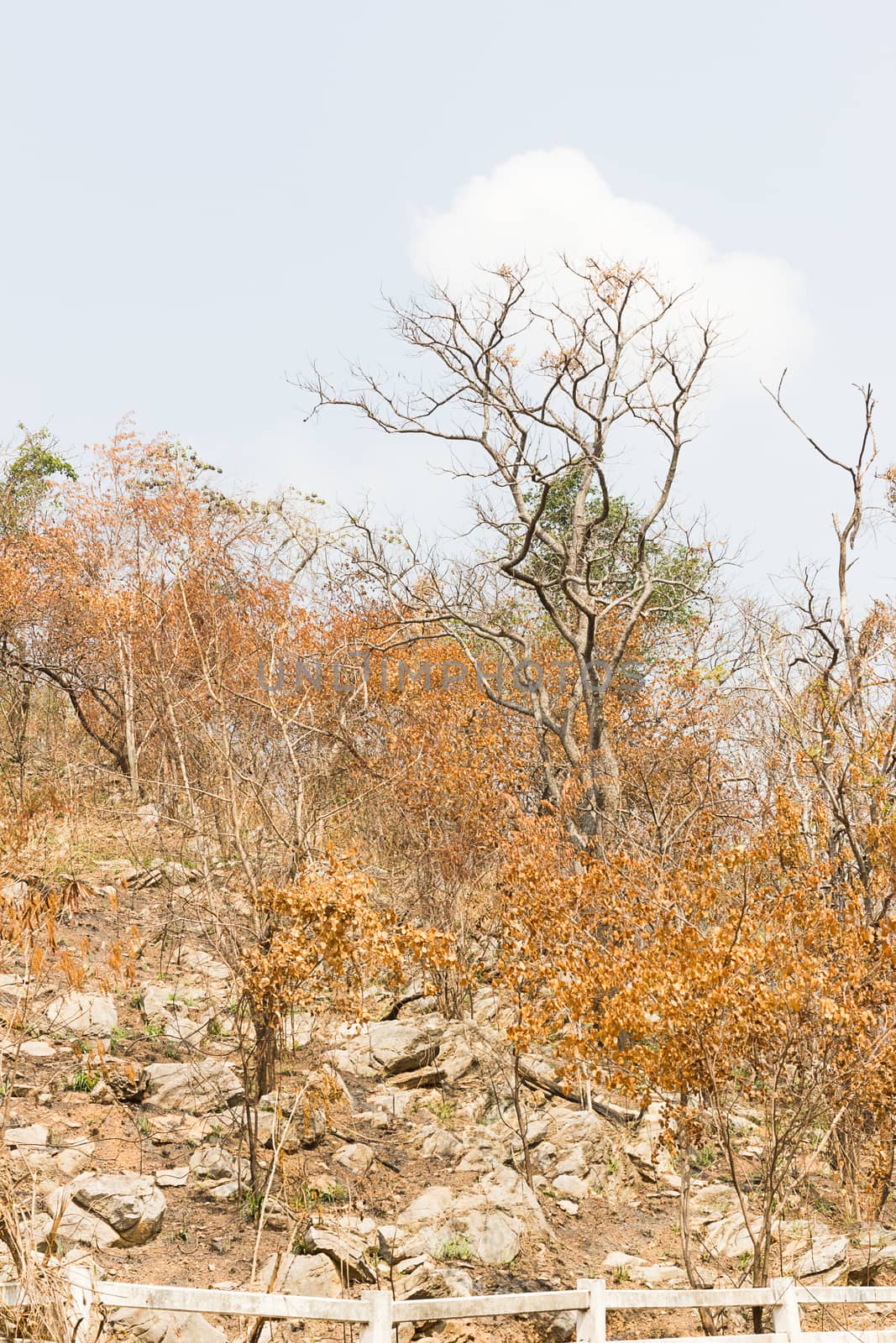 Trees on a mountain after a forest fire