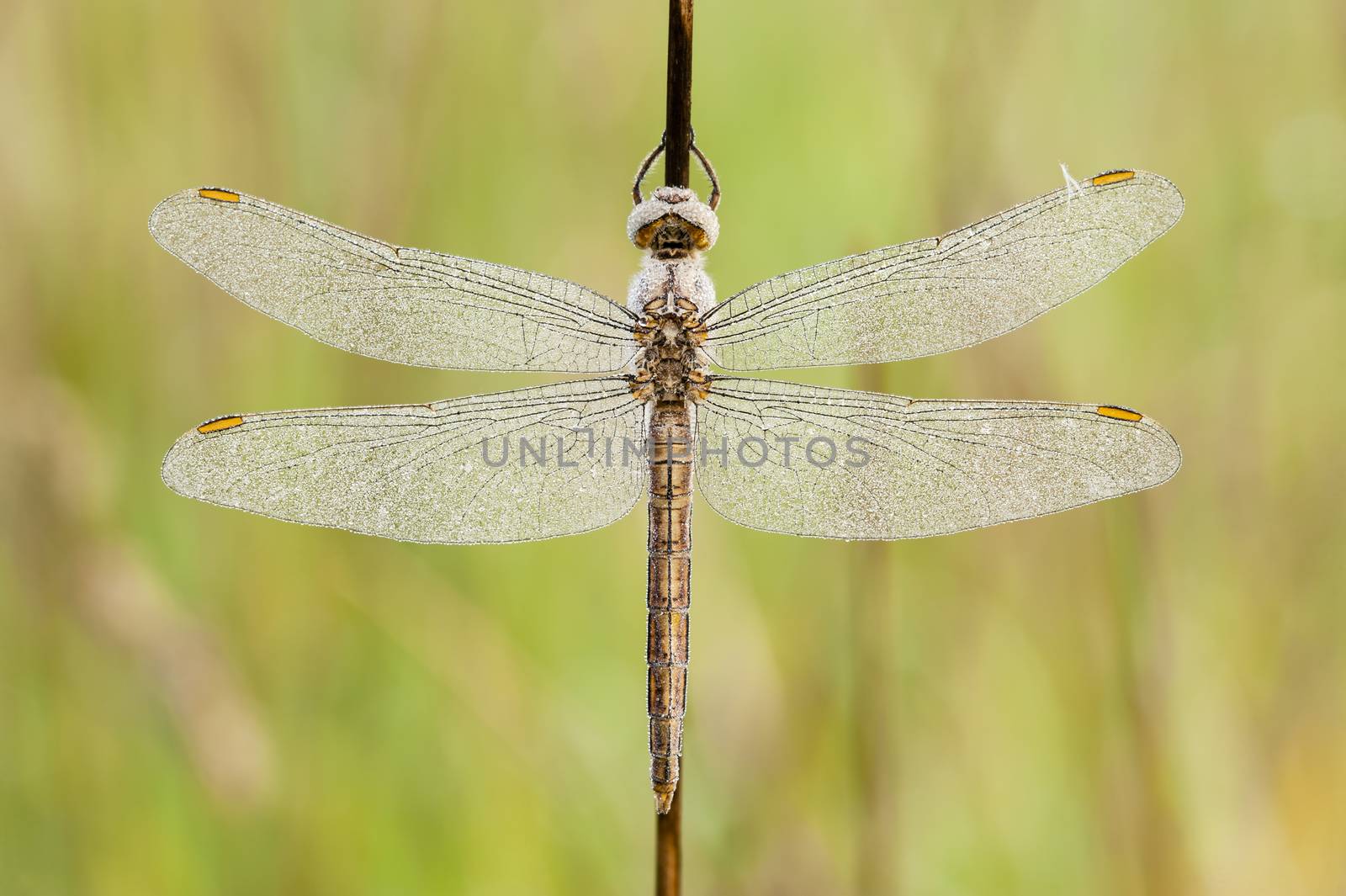 Dragonfly covered with dew drops on early morning