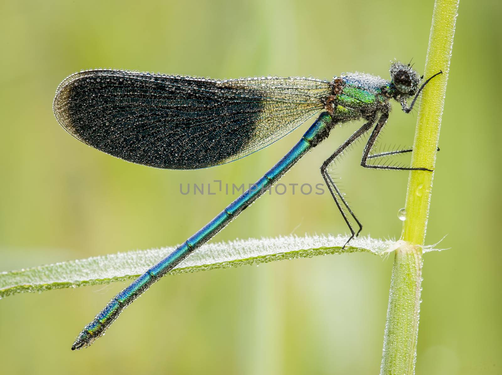 Damselfly covered with dew drops on early morning