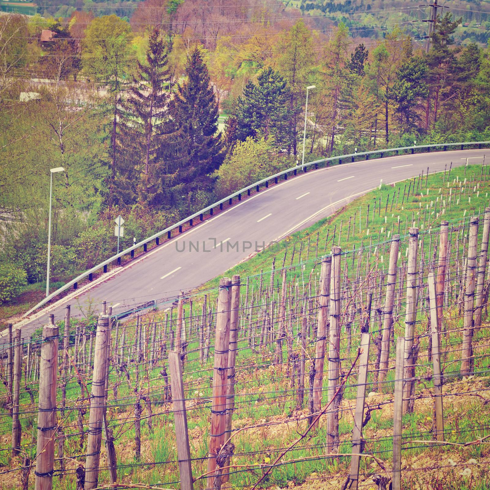 Young Vineyard on the Slopes of the Swiss Alps, Instagram Effect