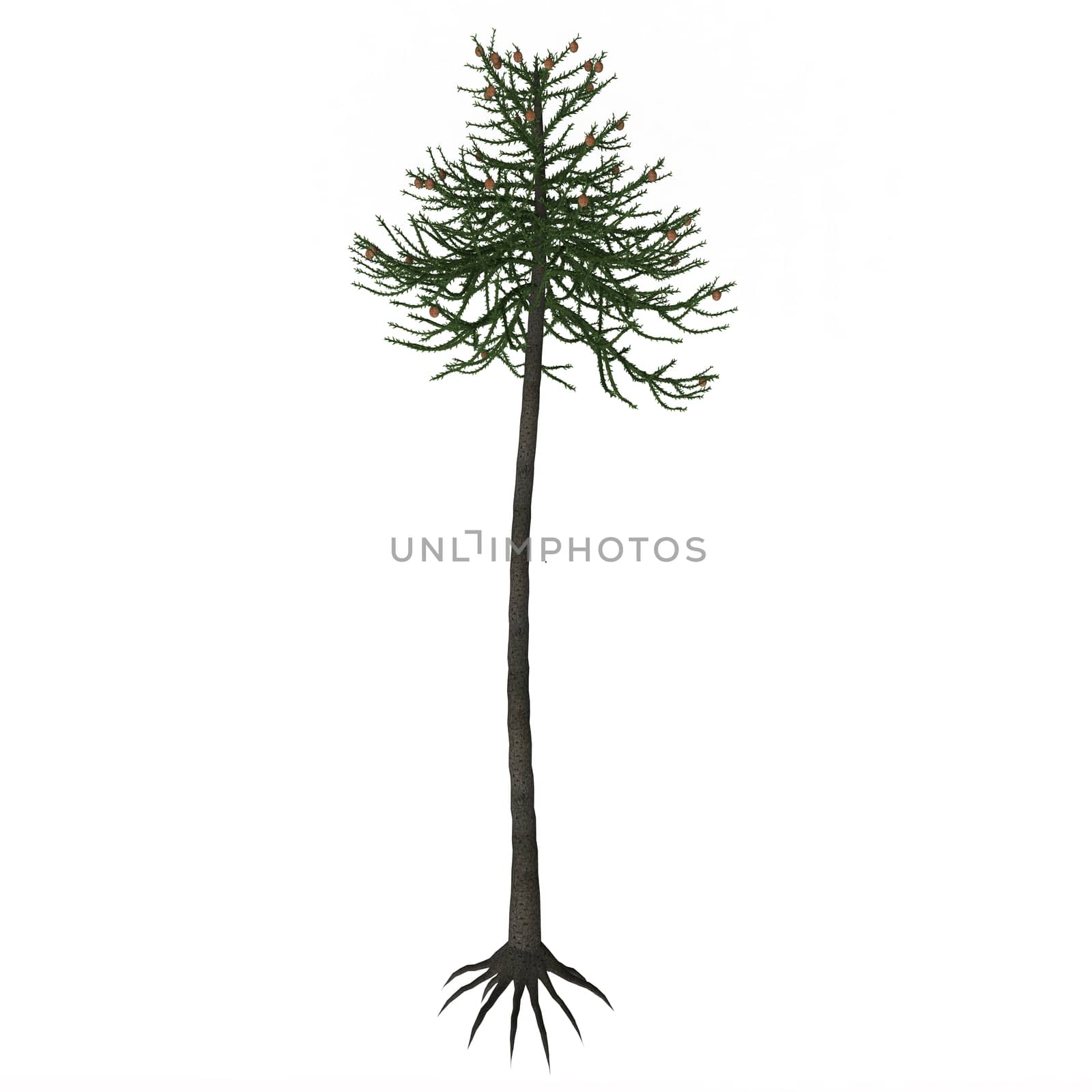  Araucariaceae is a very successful early conifer order who appeared on Earth in the Triassic period and lasted until today with several living species (amongst which the most famous is the so-called Monkey puzzle tree). 