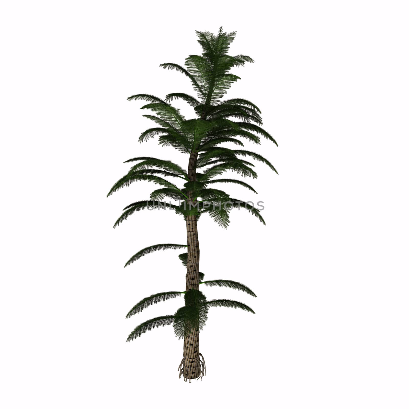 Calamites are a type of horsetail plant that lived in the coal swamps of the Carboniferous Period. They were prehistoric relatives of the modern horse tail, but looked more like a pine tree and grew up to 40 to 100 feet. 