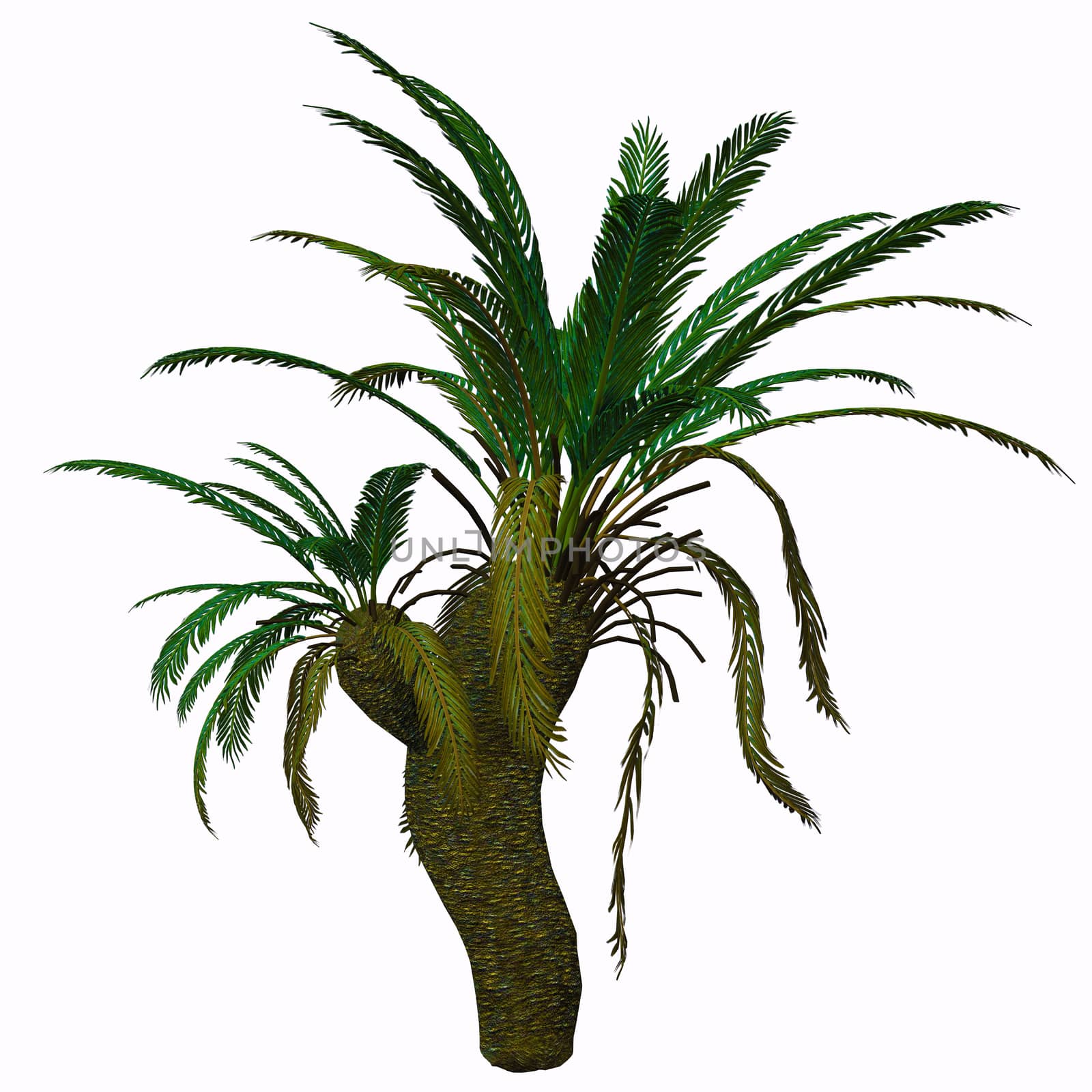 Cycads are seed plants with a long fossil history that were formerly more abundant and more diverse than they are today. The living cycads are found across much of the subtropical and tropical parts of the world