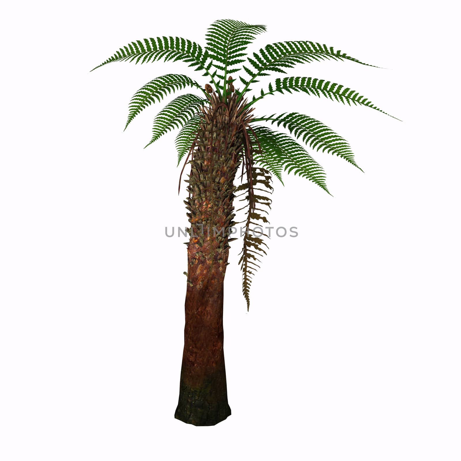 Dicksonia antarctica (Tasmanian Tree Fern) is a slow growing tree fern that in time will reach 15 feet tall with a possible 6-10' spread. 