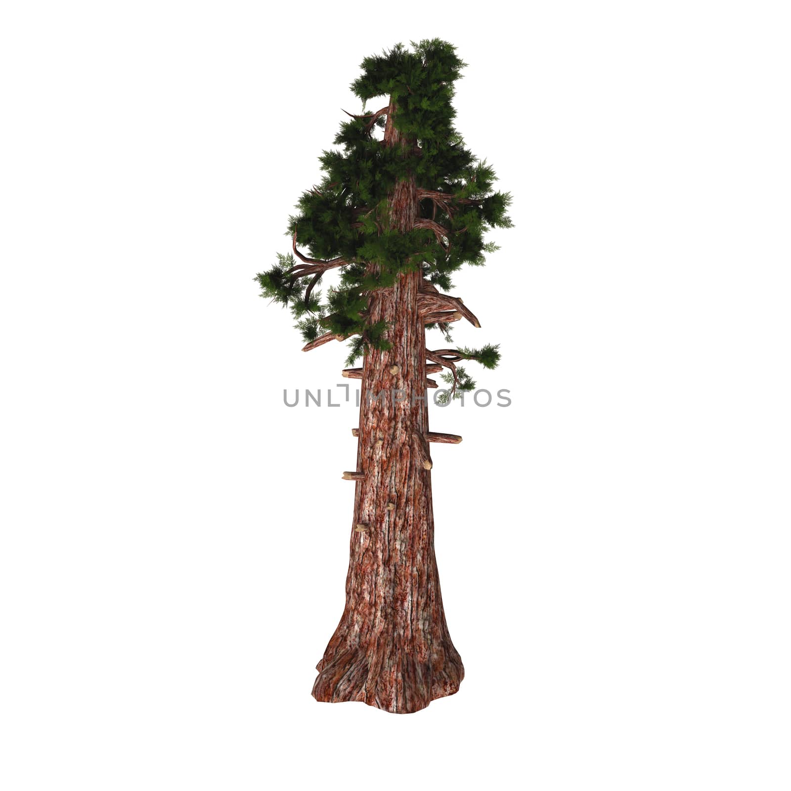 Sequoiadendron giganteum (giant sequoia, giant redwood, Sierra redwood, Sierran redwood, or Wellingtonia) is the sole living species in the genus Sequoiadendron, and one of three species of coniferous trees known as redwoods.