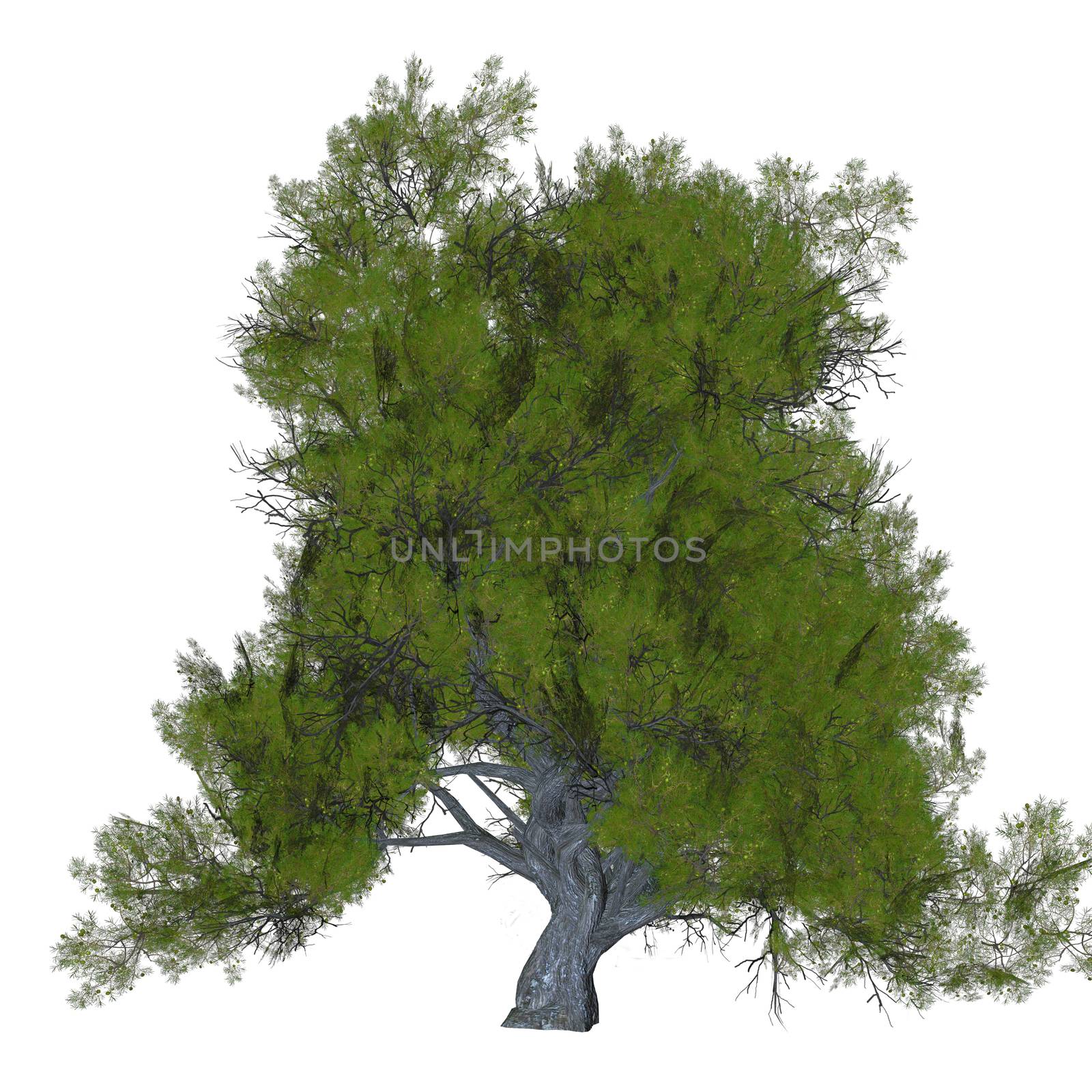 Juniper Tree by Catmando
