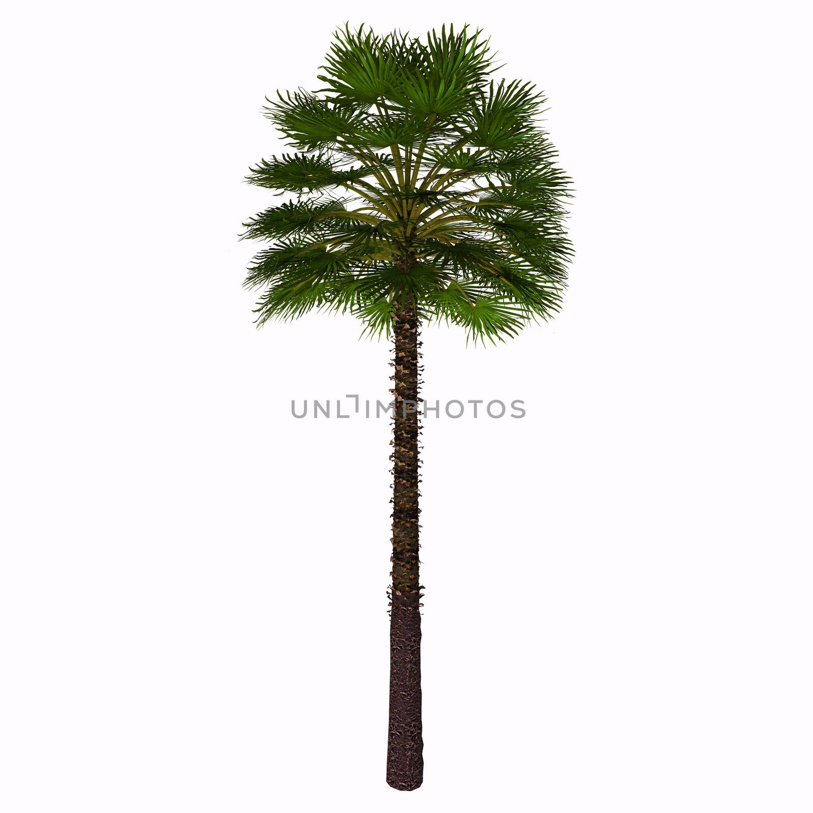 Mediterranean Fan Palm Tree by Catmando