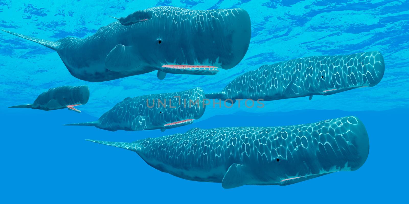 A pod of sperm whales swim together resting in between making deep dives for squid prey.