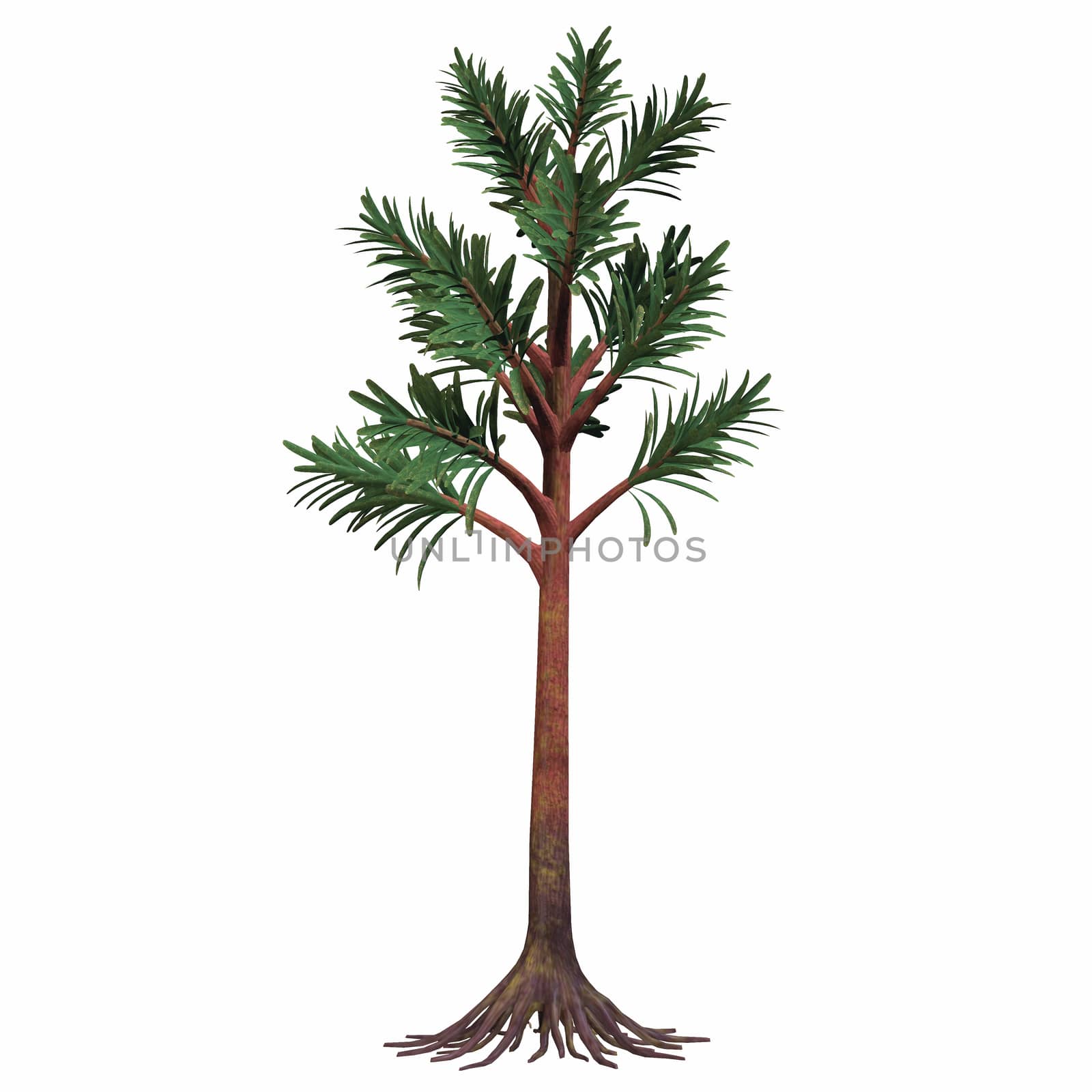 Cordaites are considered the ancestors of conifers. They were plants with an arboreal shape. They could grow very high and lived during the Permian Age.