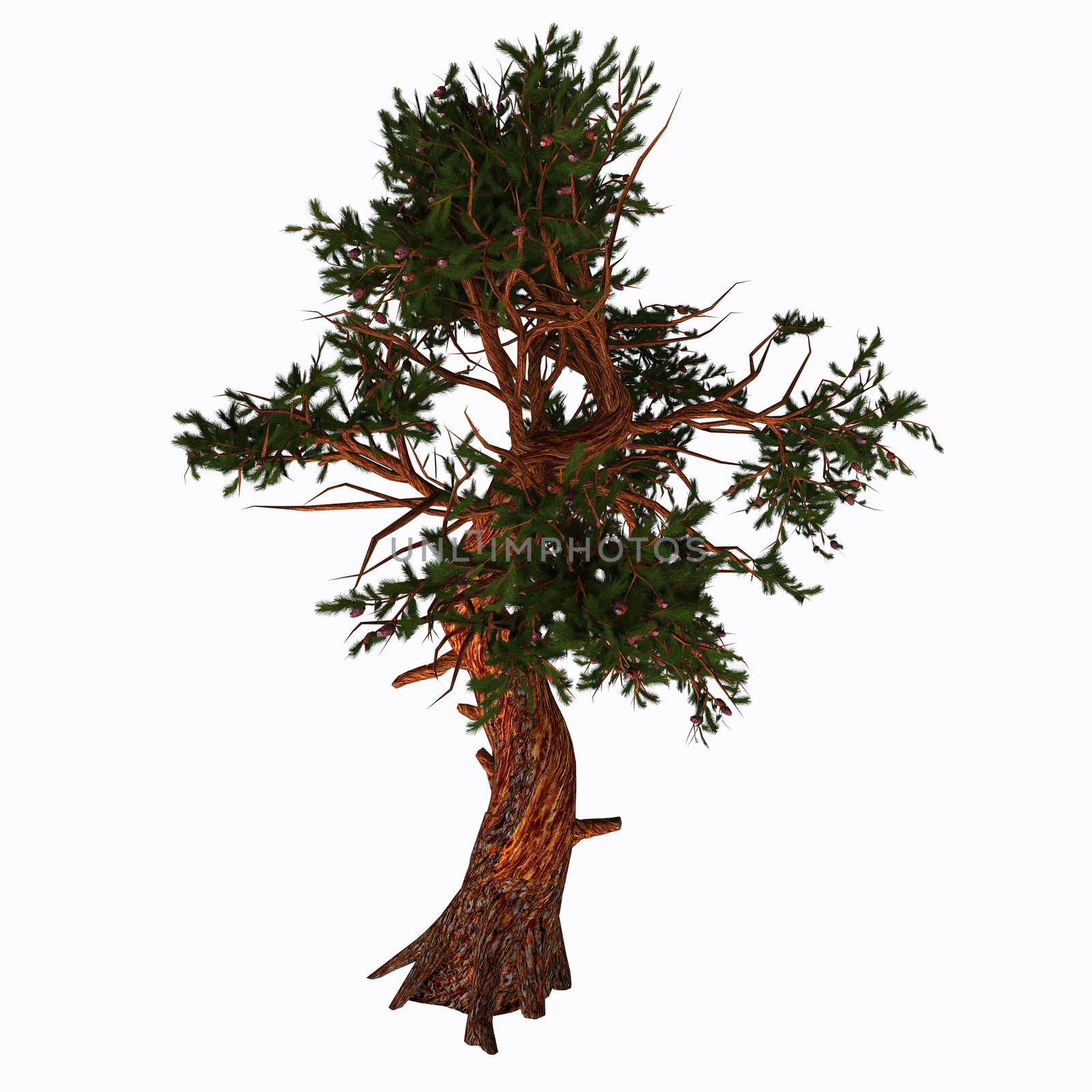 Pinus aristata, the Rocky Mountain bristlecone pine, is a species of pine native to the United States. It appears in the Rocky Mountains in Colorado and northern New Mexico, with an isolated population in the San Francisco Peaks in Arizona