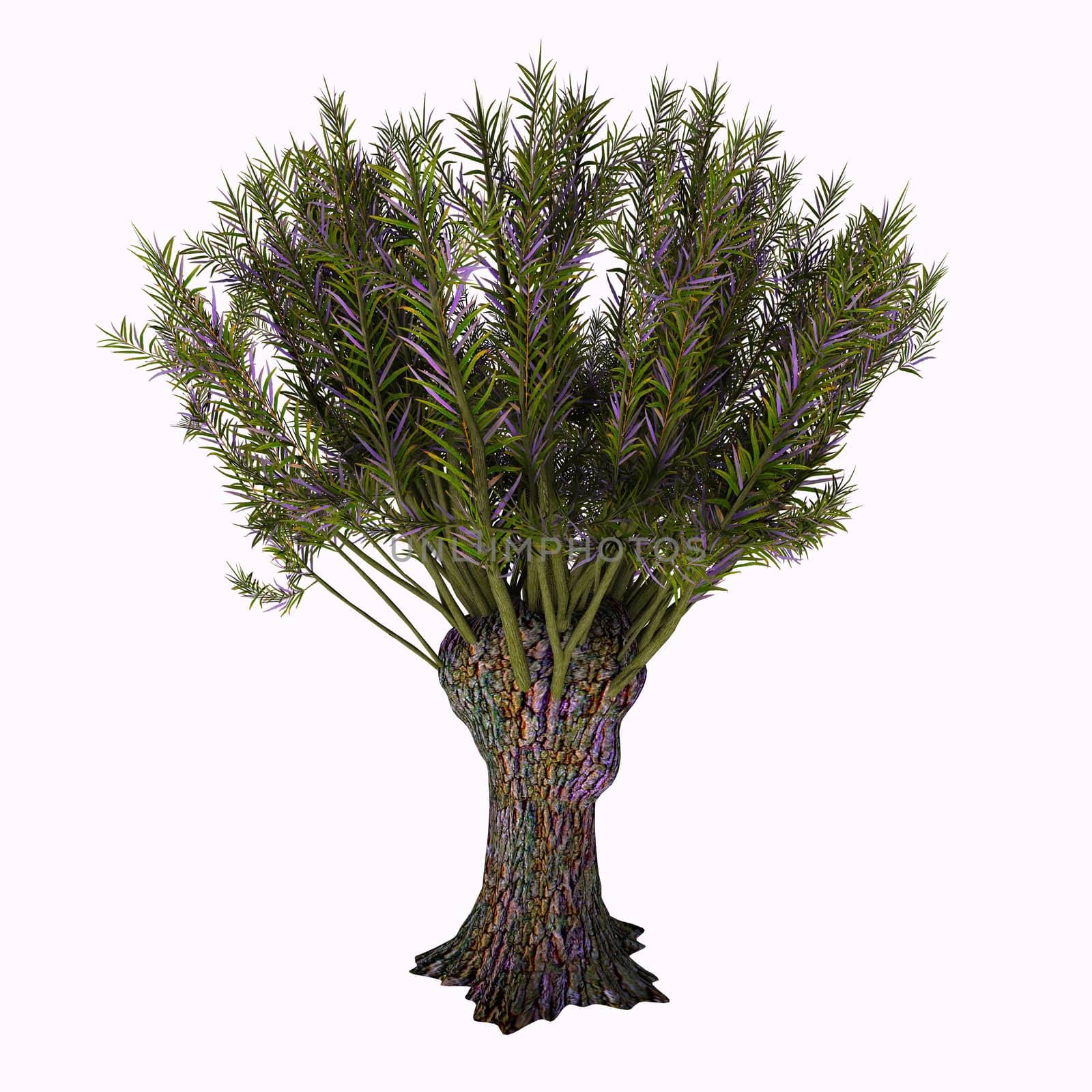 Salix viminalis Tree by Catmando