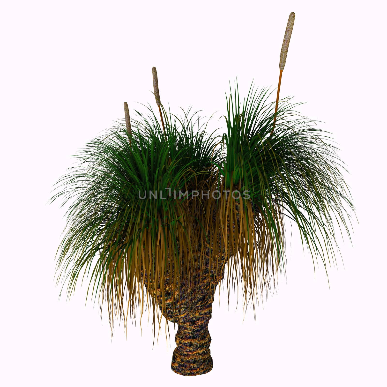 Xanthorrhoea australis, the Grass-tree or Black Boy is an Australian plant. It is the most commonly seen species of the genus Xanthorrhoea. 