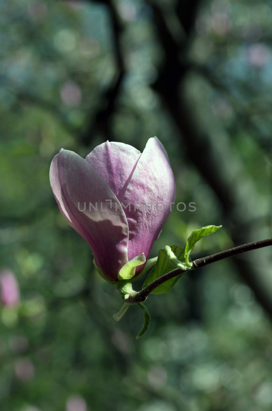 Beautiful Flowers of a Magnolia Tree by dolnikow