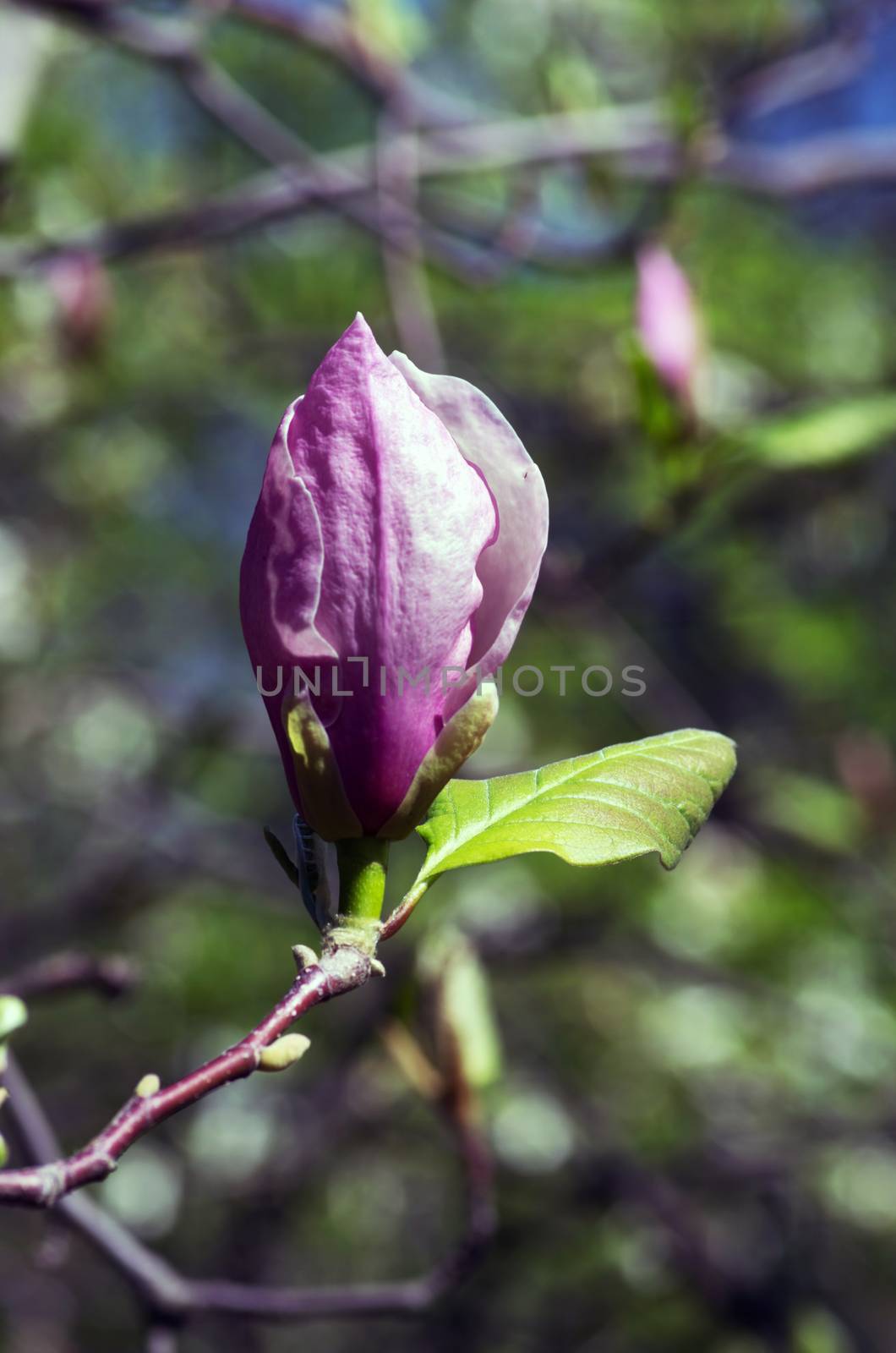 Beautiful Flowers of a Magnolia Tree by dolnikow