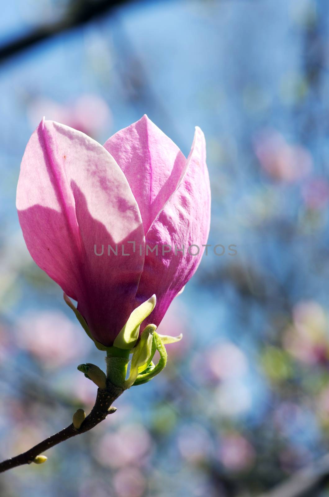 Beautiful Flowers of a Magnolia Tree by dolnikow