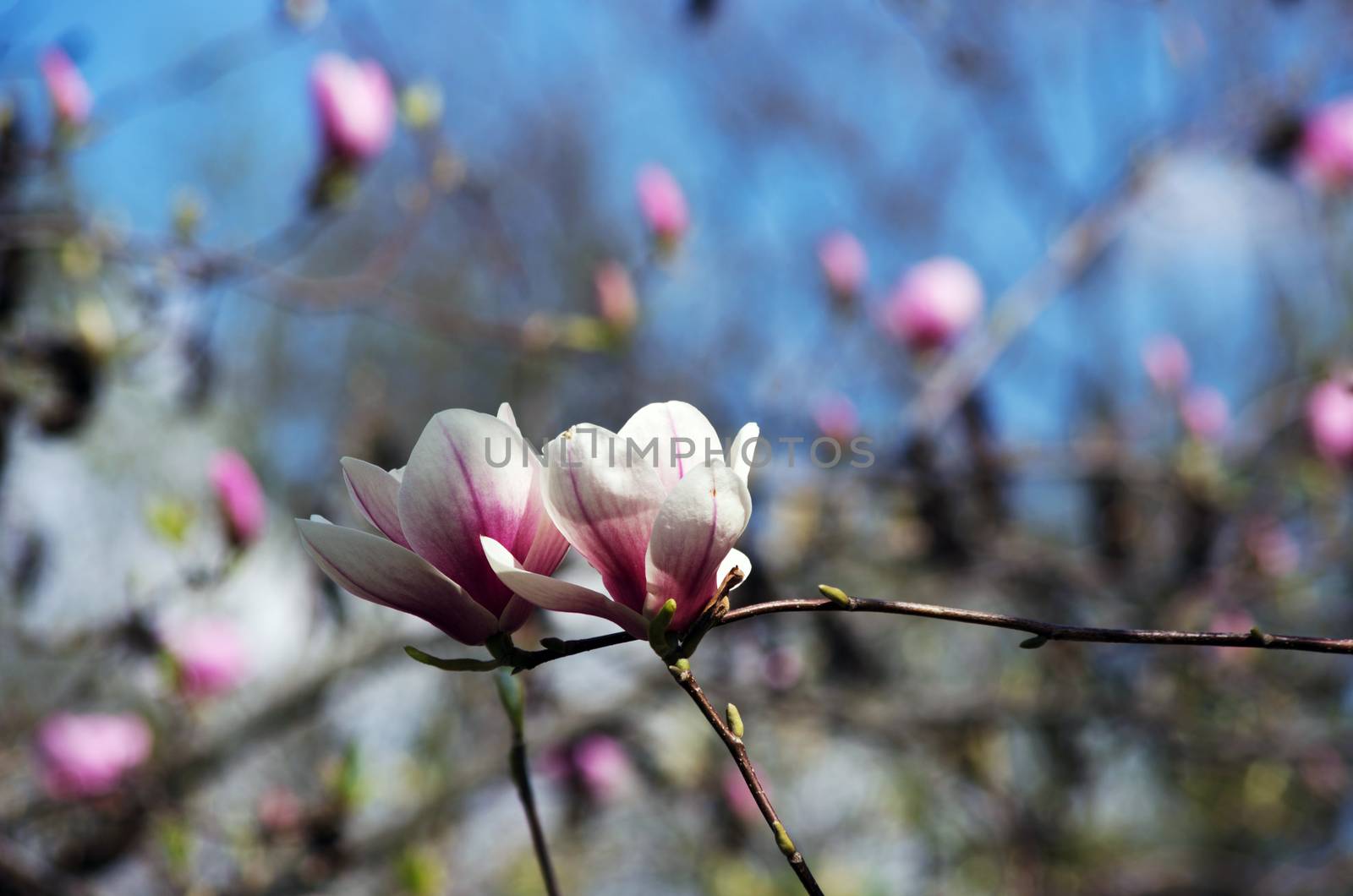 Beautiful Flowers of a Magnolia Tree by dolnikow