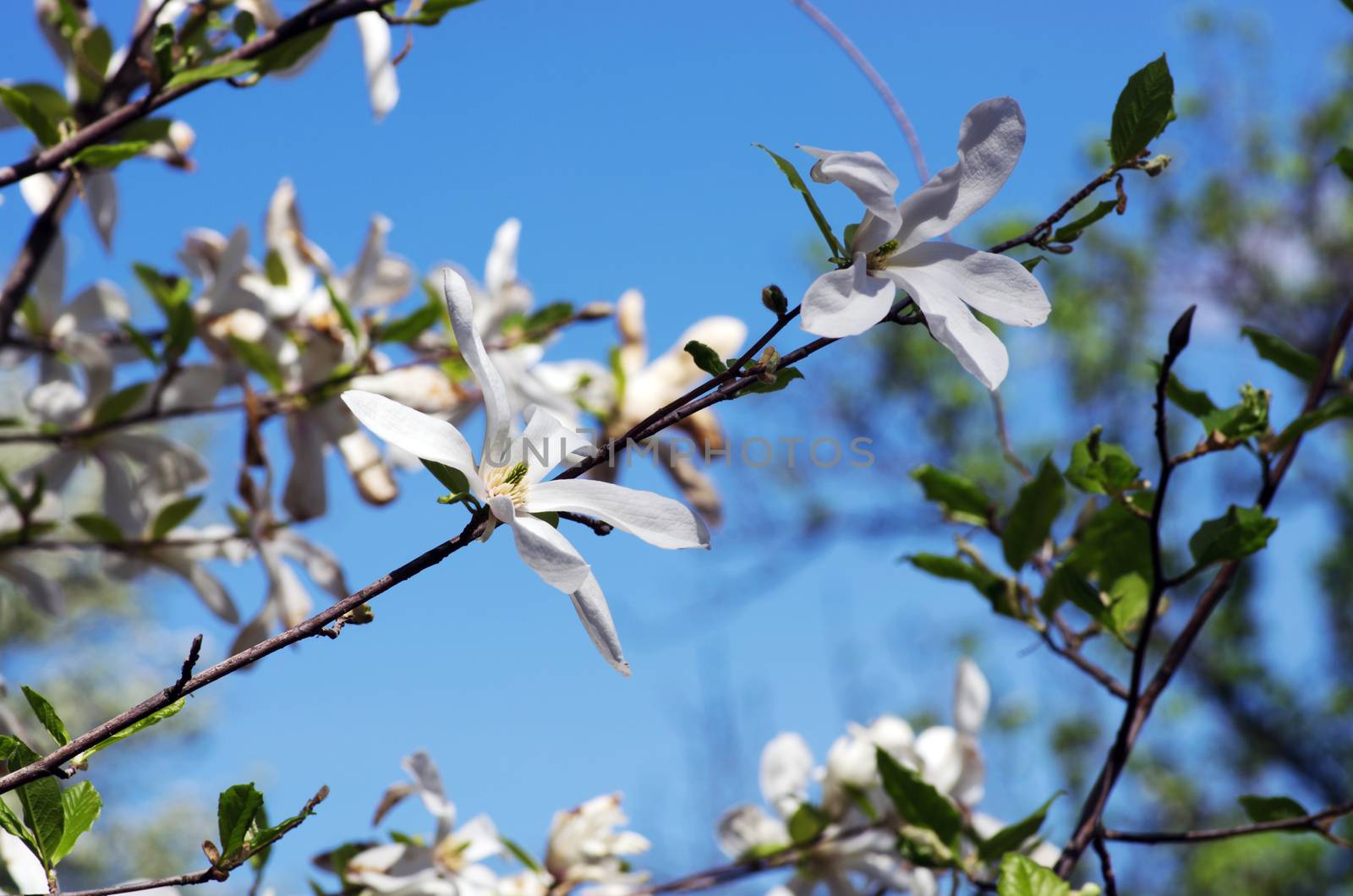 White magnolia flower against the sky close-up