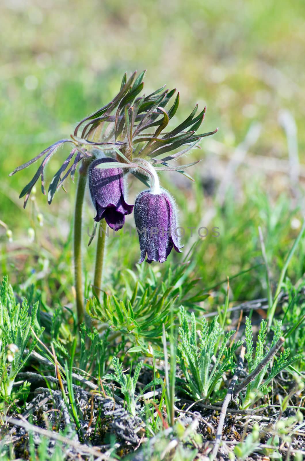 Pasque-flower growing in nature on sunset, macro spring floral b by dolnikow