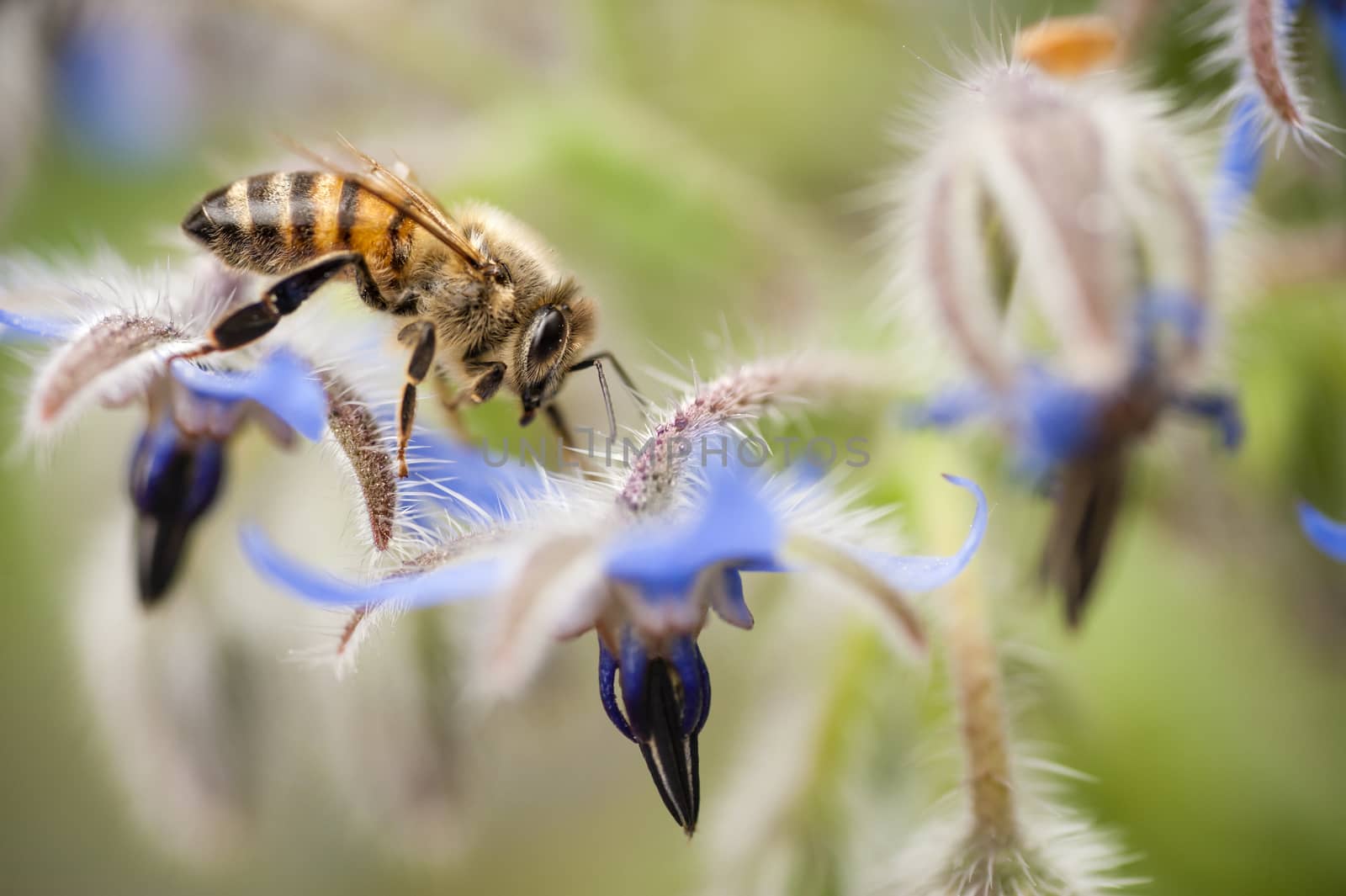 honey bee, apis mellifera,  on Borrago flowers