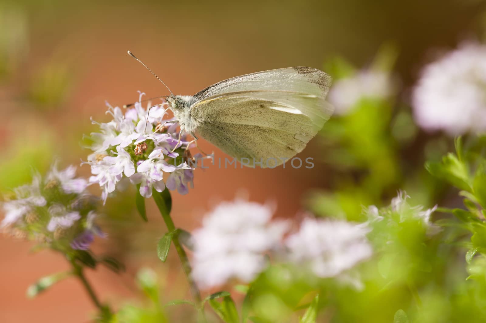 White butterfly sucking nectar from small flowers