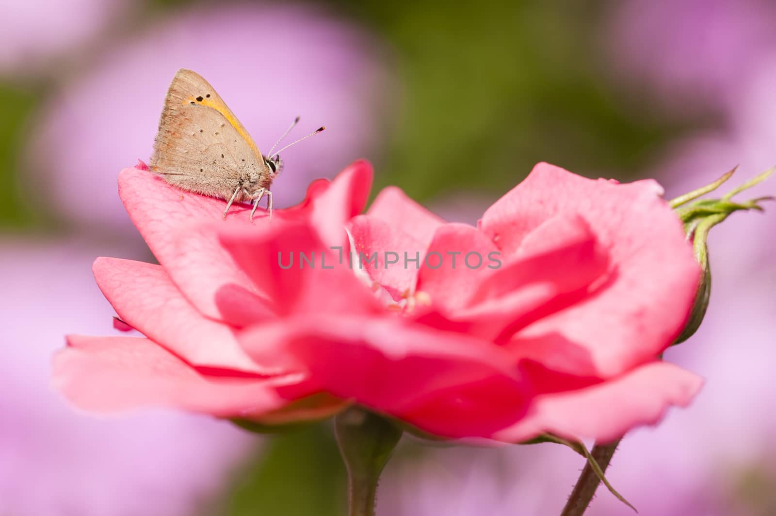 Smal butterfly resting on petal of pink rose flower