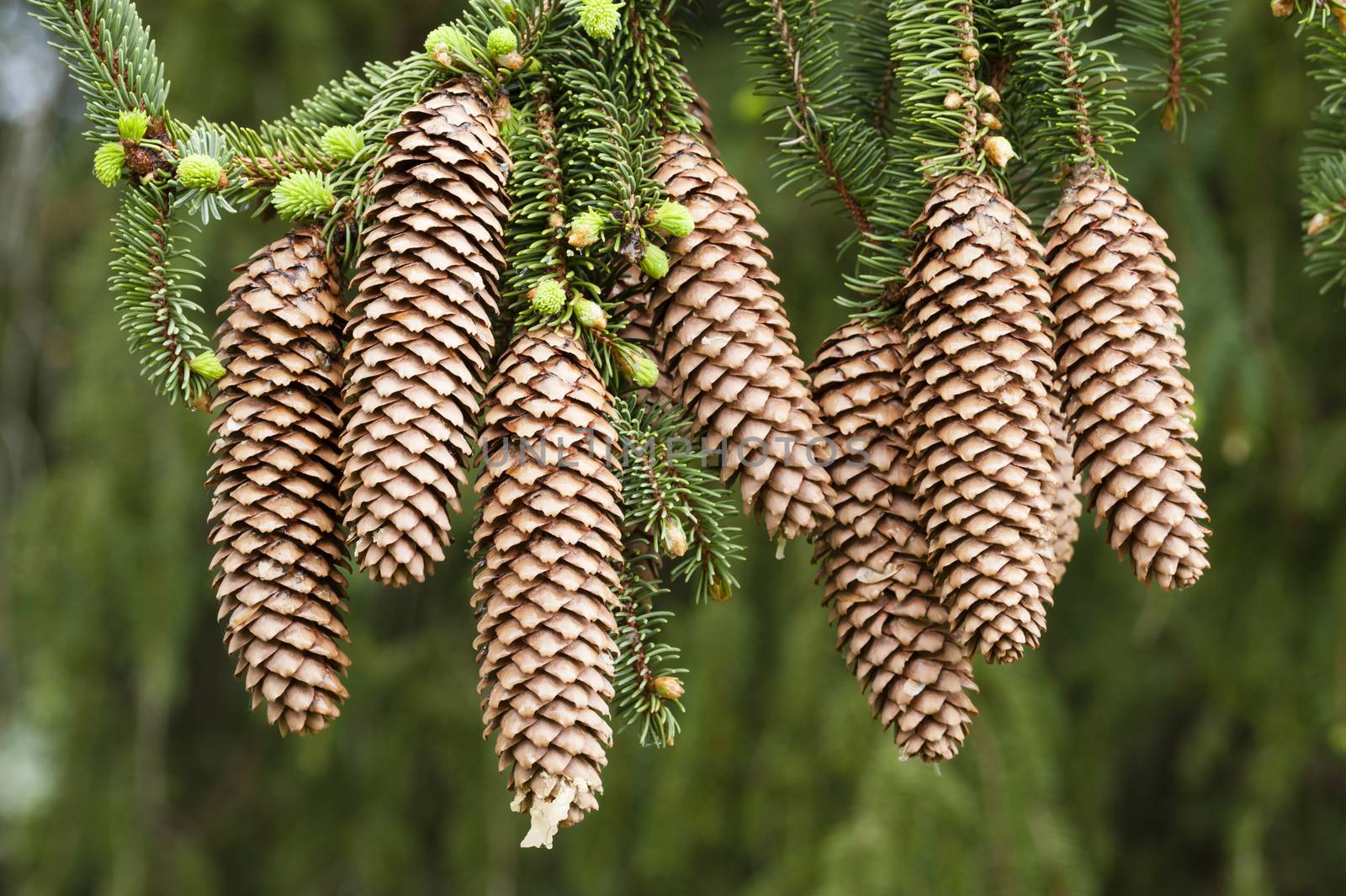 Norway spruce tree with green buds and cones, Picea abies