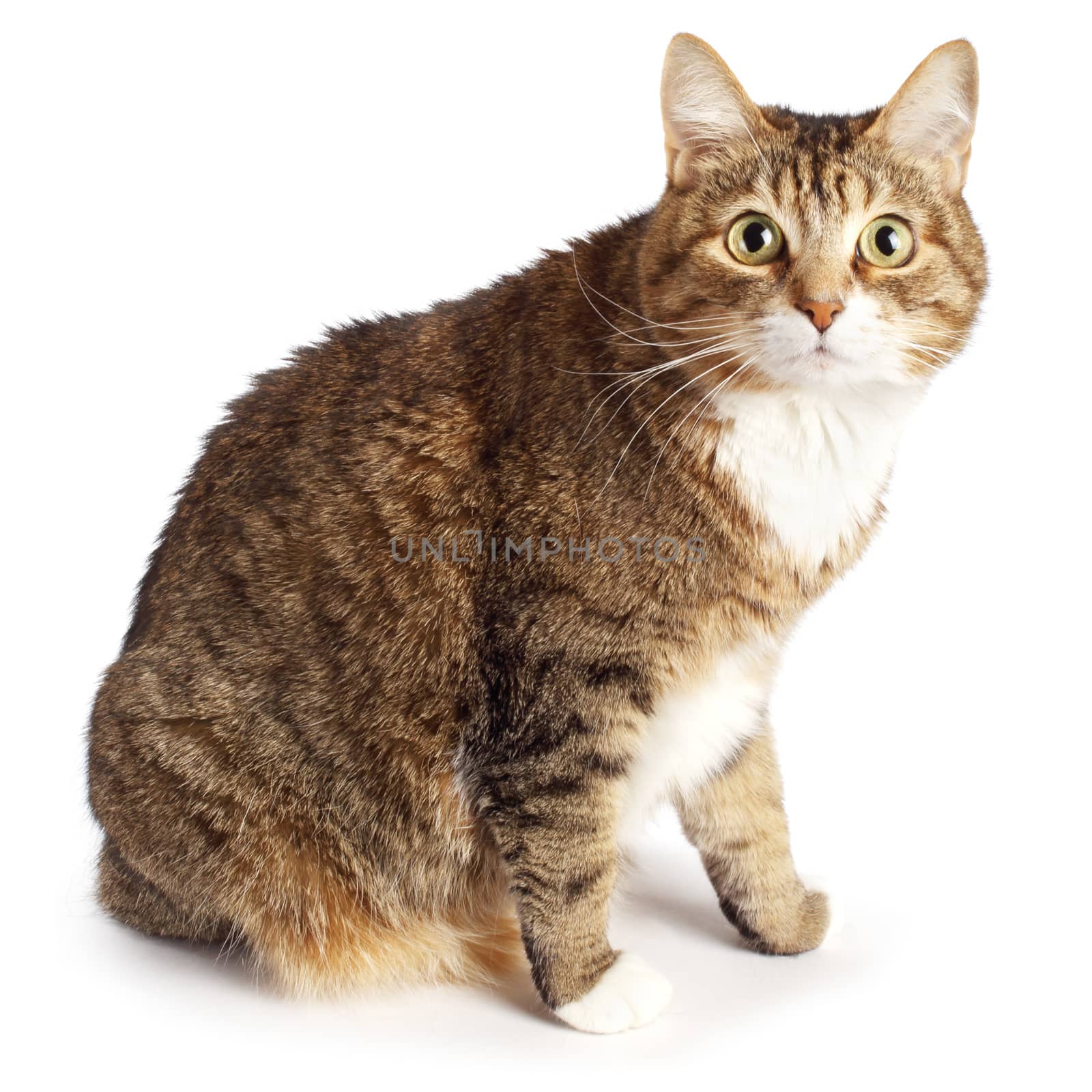 Cat isolated on white background close up