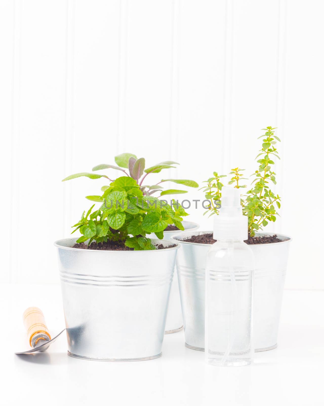 Variety of small herbs planted in metal containers.