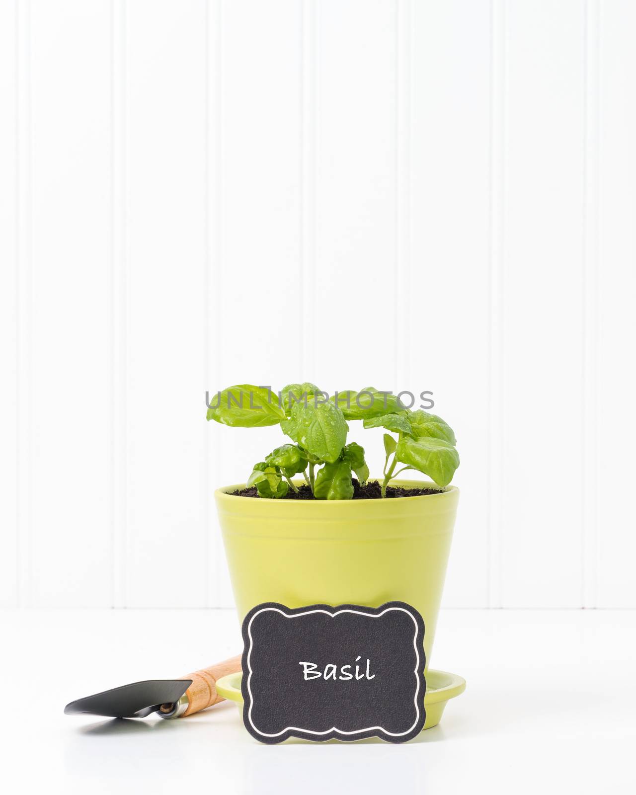 Sweet basil planted into a green ceramic flower pot.