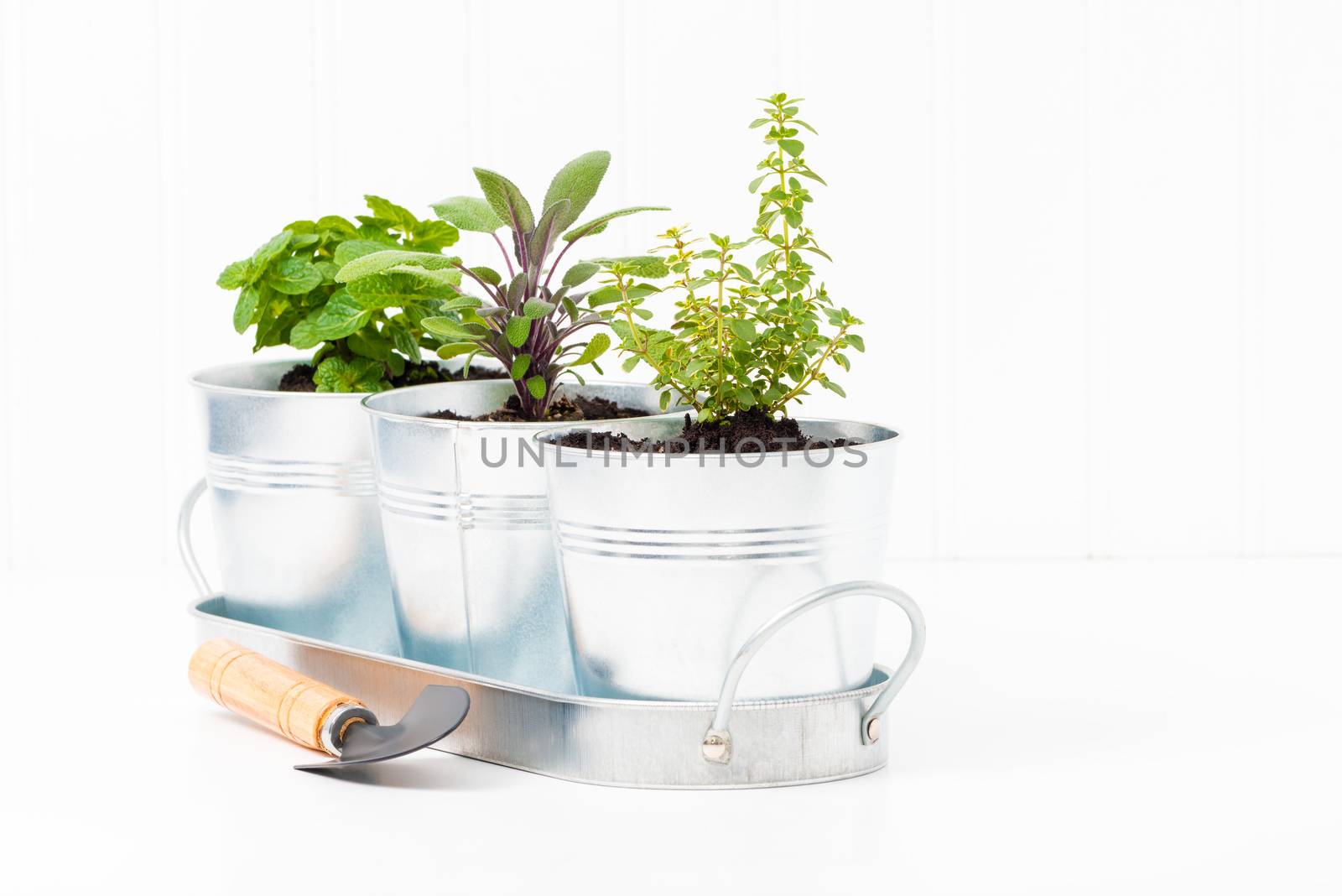 Small herbs in a metal container to create a small indoor herb garden.