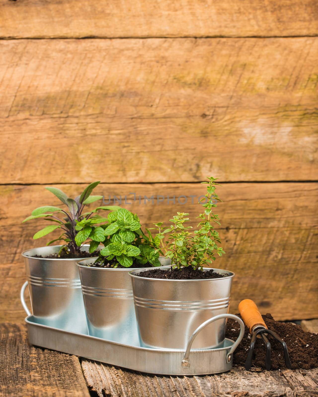 Small herbs in metal containers to create an indoor herb garden.