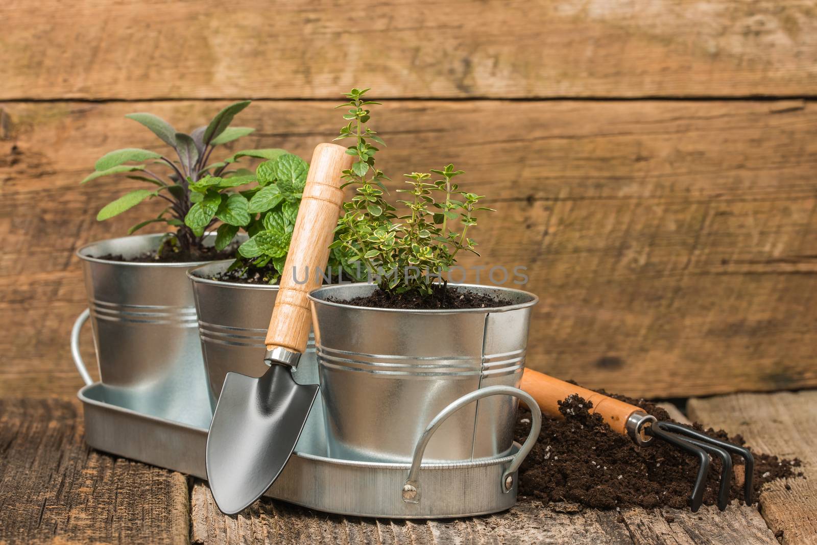 Small herbs planted into small metal containers to create an indoor herb garden.