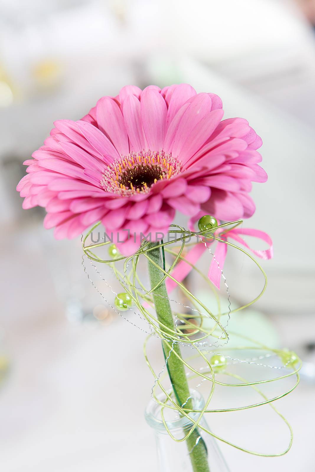 closeup pink wedding daisy