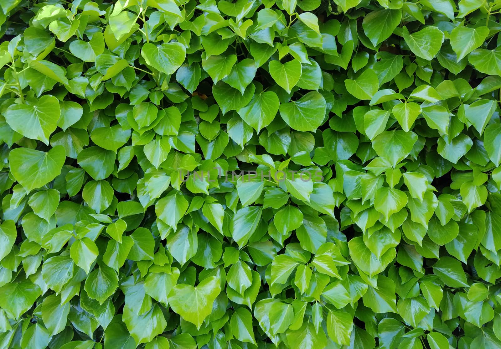 Background made of shiny green ivy leaves.